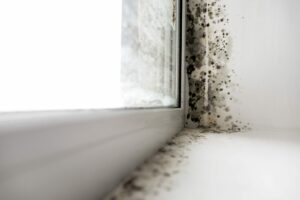 Black mold accumulating along a windowsill