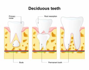 eruption of permanent teeth